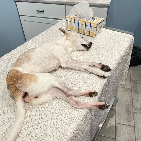 SWEET HAZEL - Picture 16 of 16